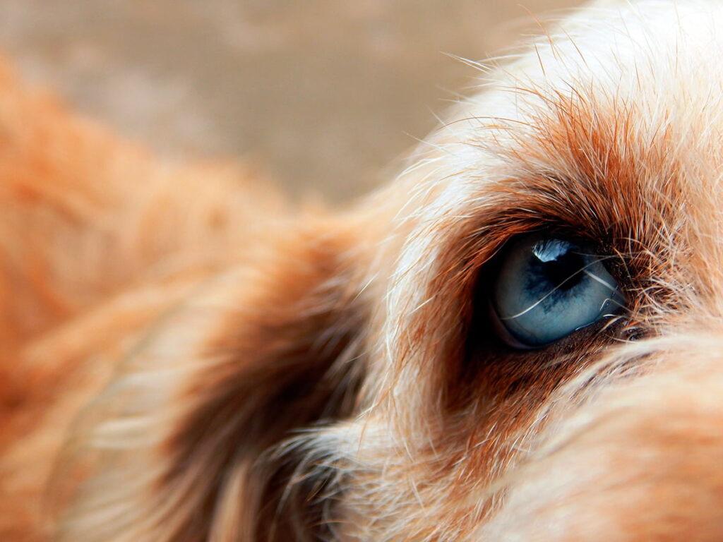 ojo de un perro