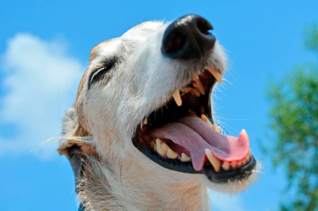perro con la boca abierta mostrando dientes y encias