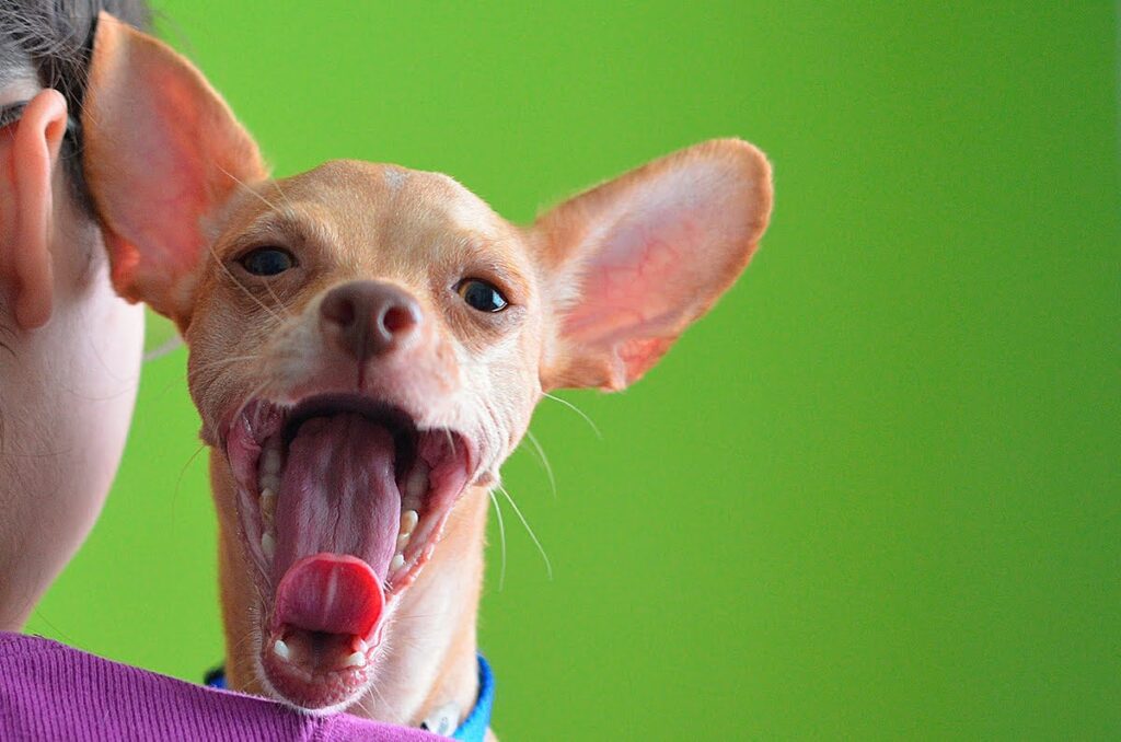 perro bostezando