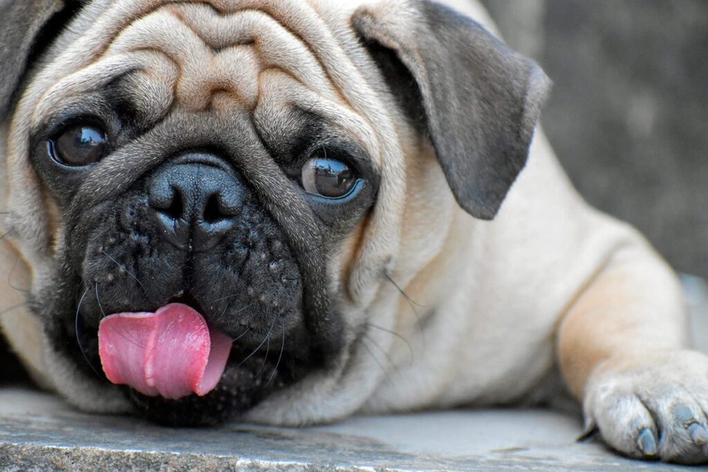 perro pug con granos en el hocico