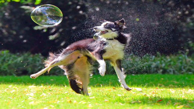 border collie