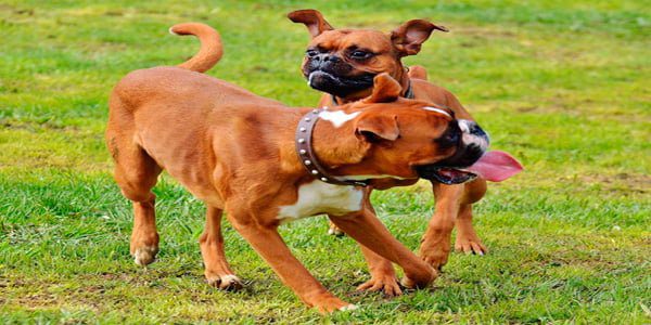 boxer