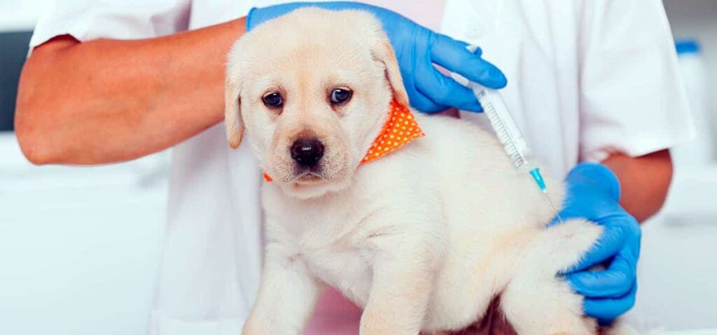 cachorro recibiendo la vacuna polivalente