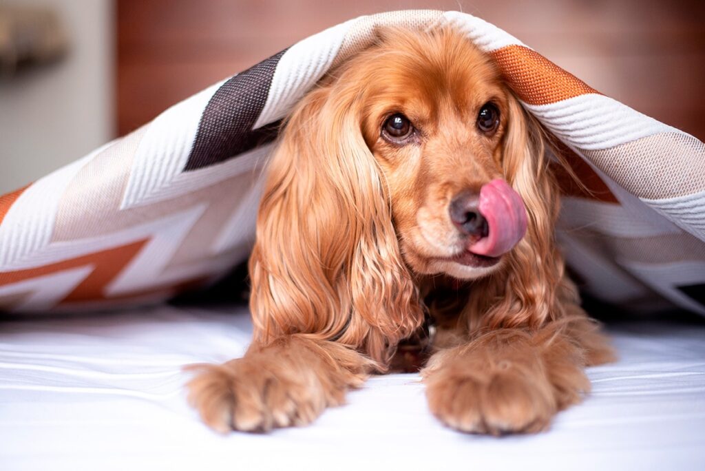 perro enfermo debajo de una manta se relame