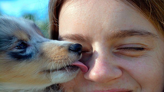 perro socializando con humano mediante lamidos