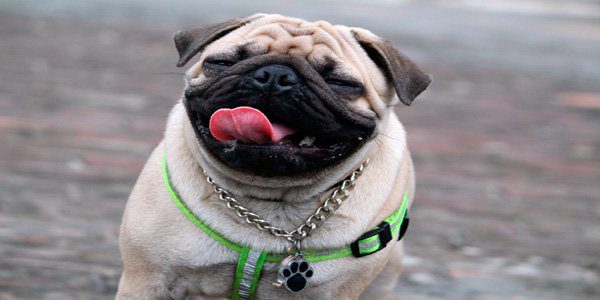 pug
