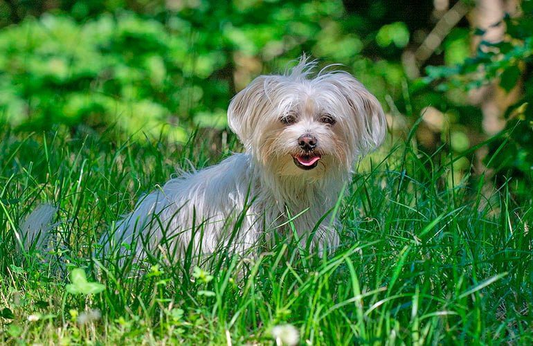 Bichón-Maltés