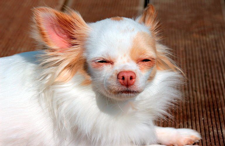 Chihuahua