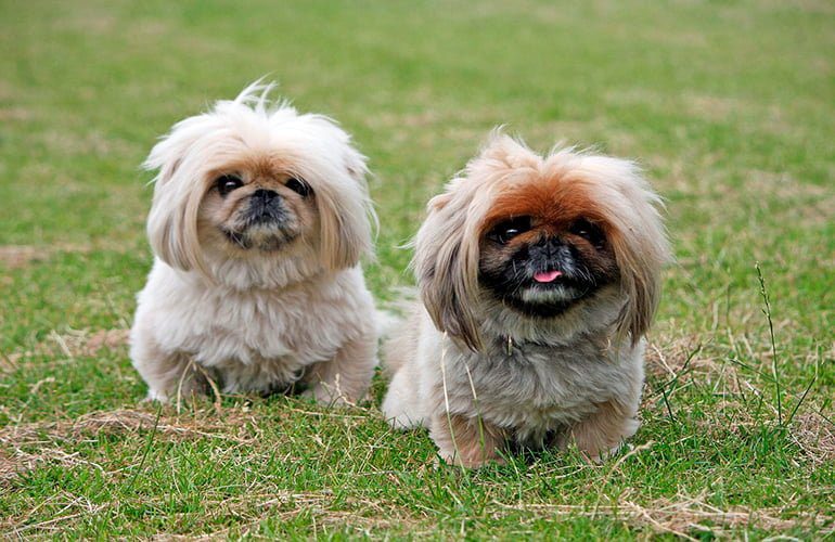 Pekinés