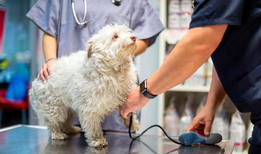 perro en revision veterinaria