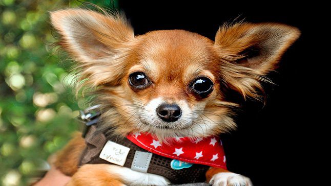 perro pqeuño 1