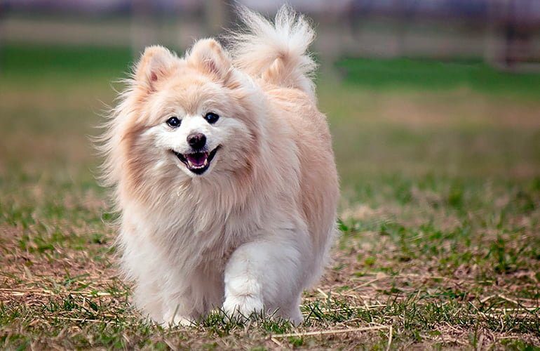 pomerania