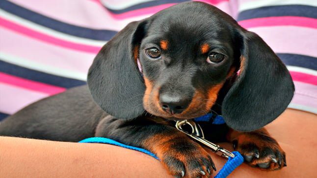 cachorro en brazos