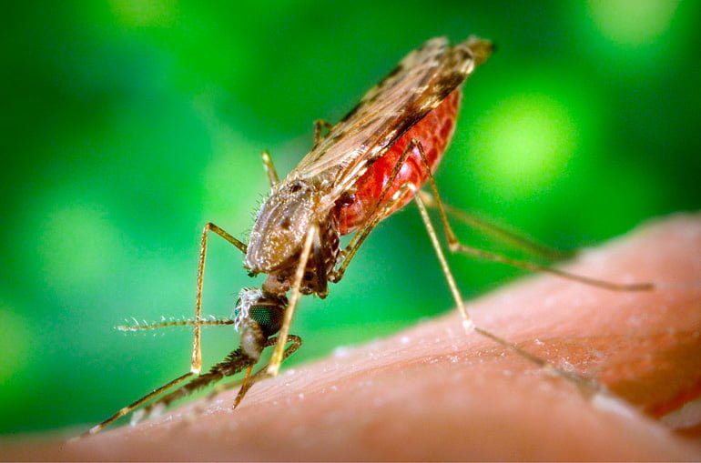 mosquito