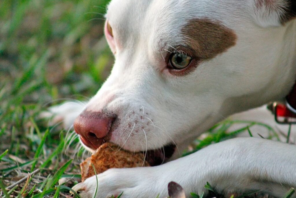 perro comiendo 2