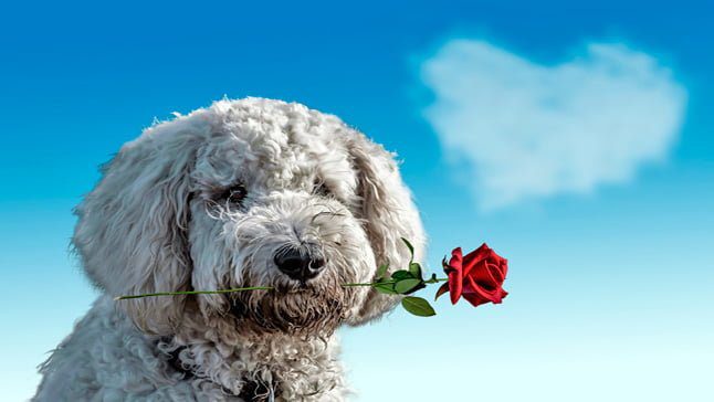 perro con rosa