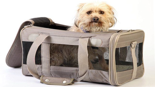 perro en trasportin de tela