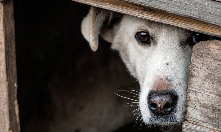 perro escondido