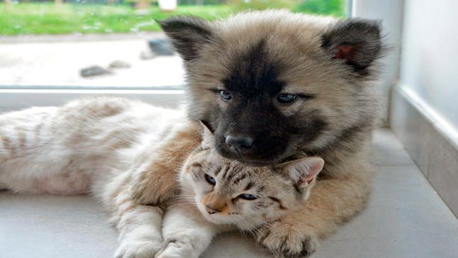 perro y gato2