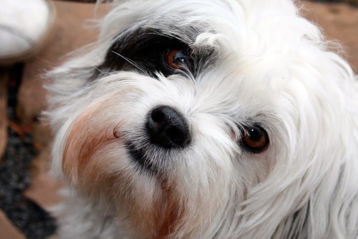 perro