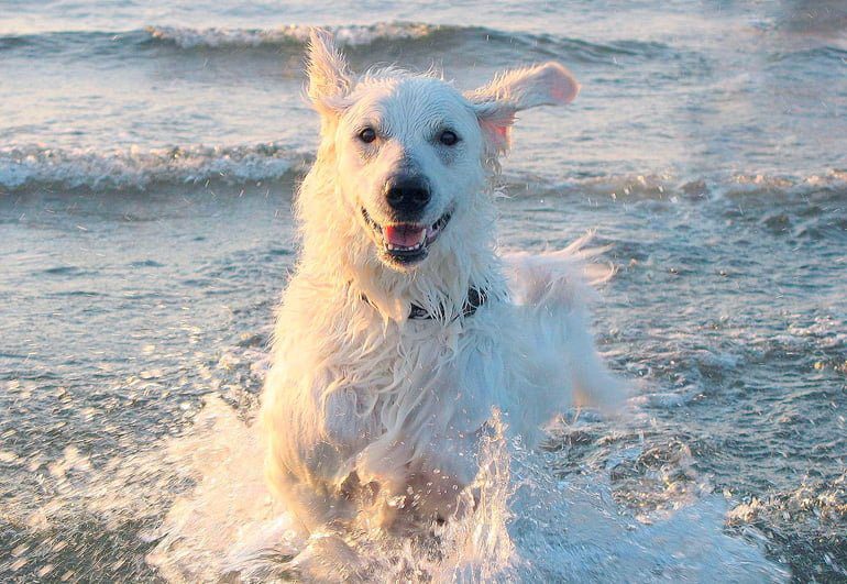 KUVASZ