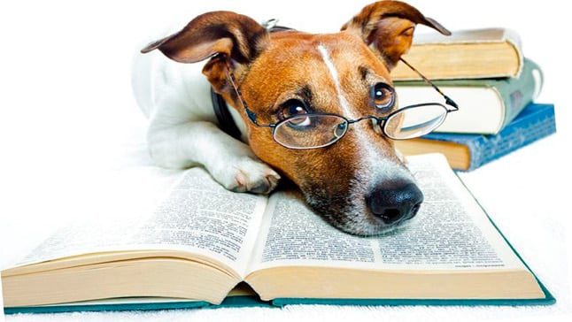 libro y perrop