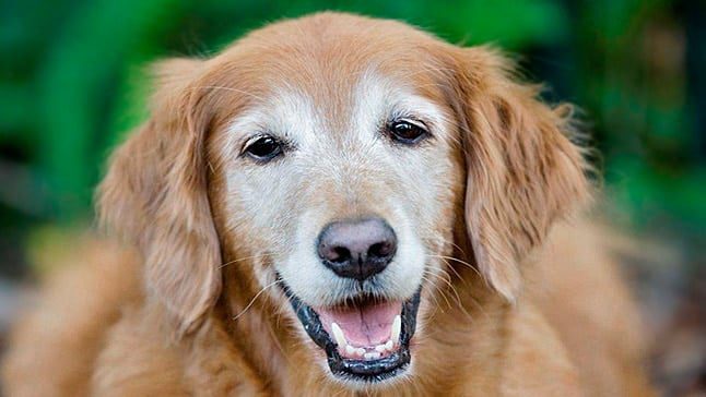 perro anciano
