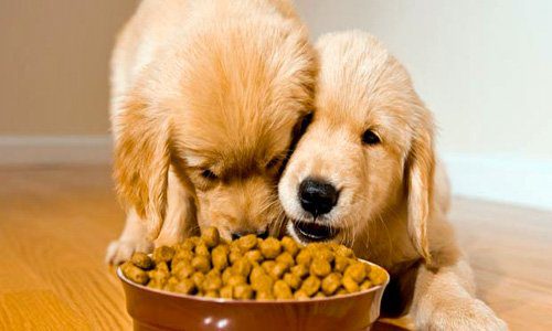 cachorros comiendo