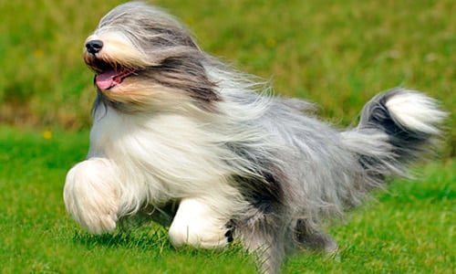 collie barbuo corriendo
