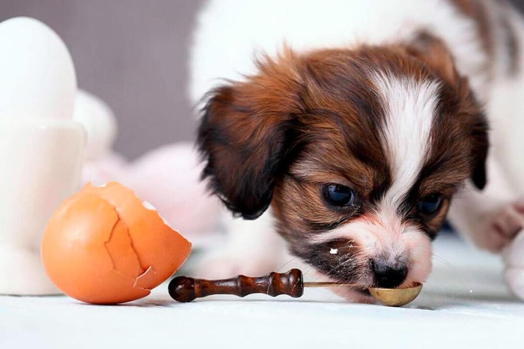 perro comiendo un huevo