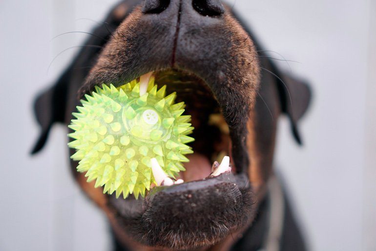 perro mordiendo una pelota sensorial