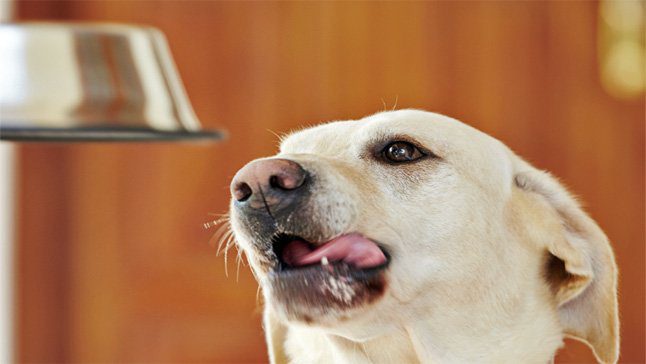perro relamiendose
