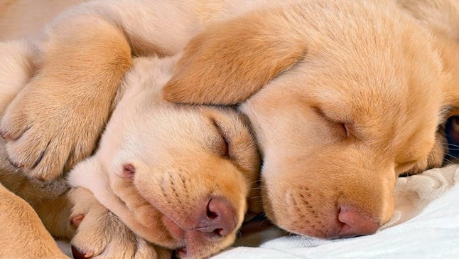 perros tranquilos
