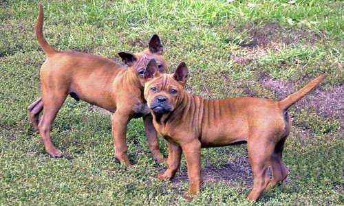 perros Chongqing