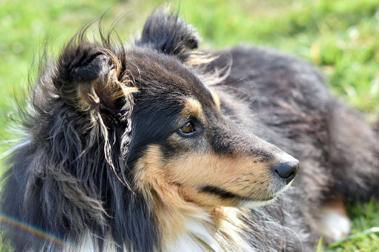 Pastor de Shetland