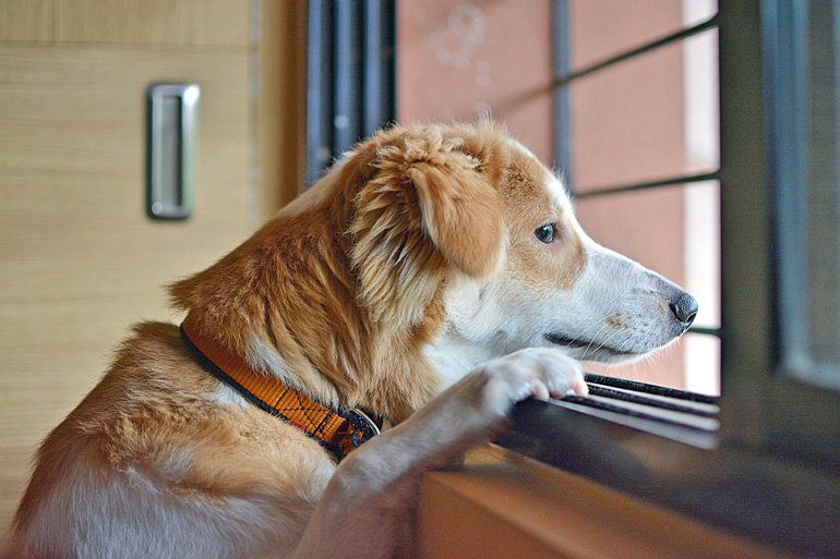 perro esperando en casa