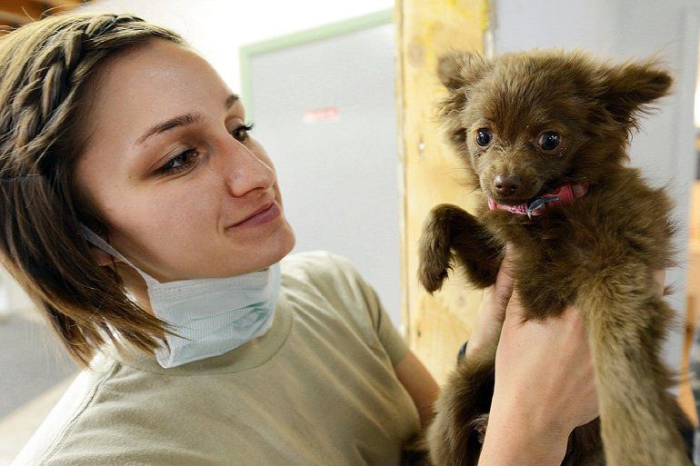 revisión veterinaria para el colapso traqueal