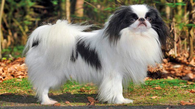 spaniel japones2