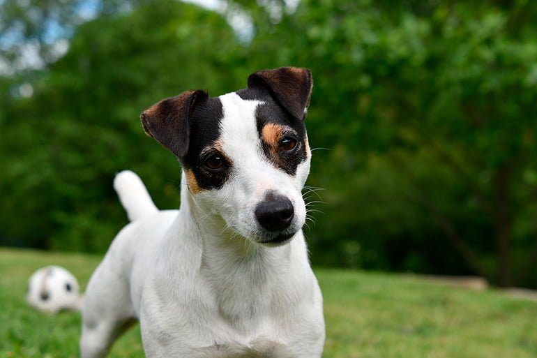 bodeguero andaluz perro