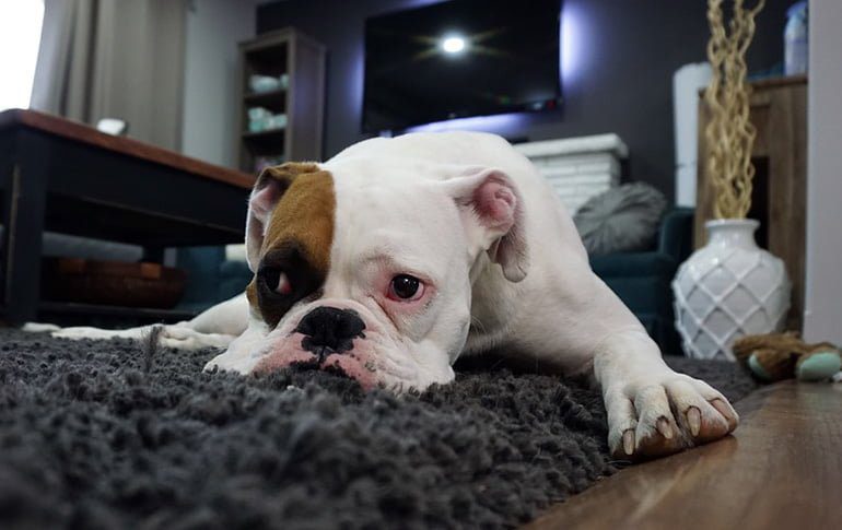 boxer con dolor en la cabeza