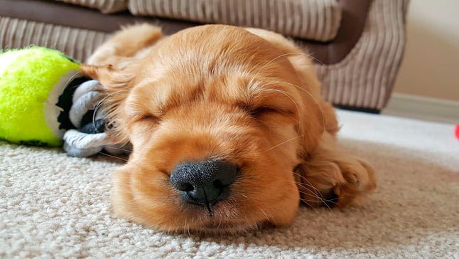 cachorro durmiendo