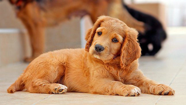 cachorro escuchando