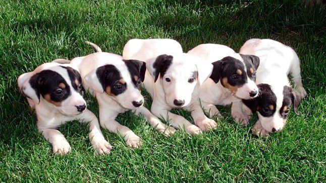 cachorros