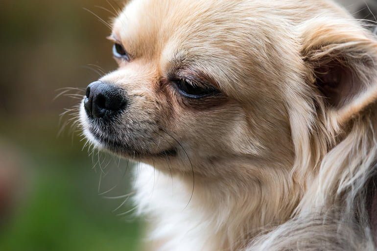 chiahuahua