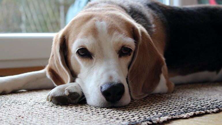 perro enfermo con edema pulmonar