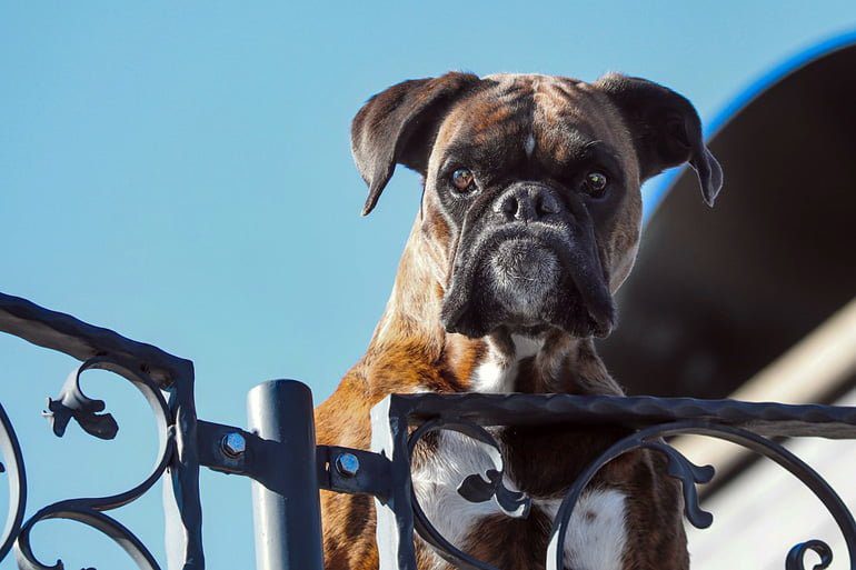 perro guardían