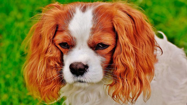 perro limpio