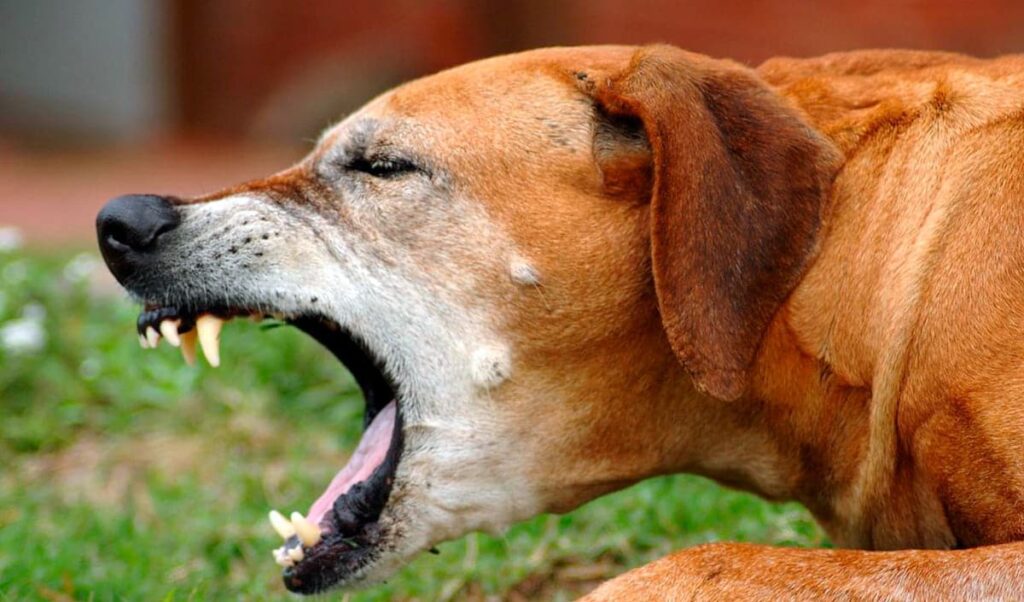 perro tosiendo 1