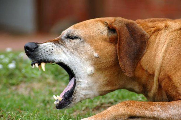 perro tosiendo