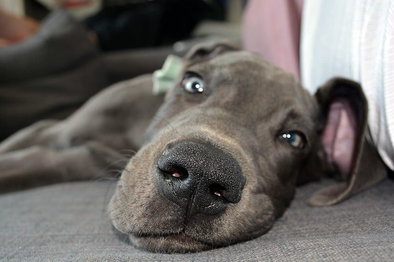 perro tranquilo en el sofa